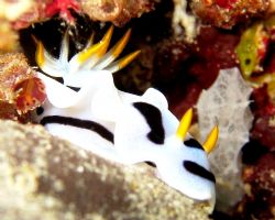 Chromodoris Dianae. Shot taken in Sipadan, Malaysia. Cano... by Mohan Thanabalan 